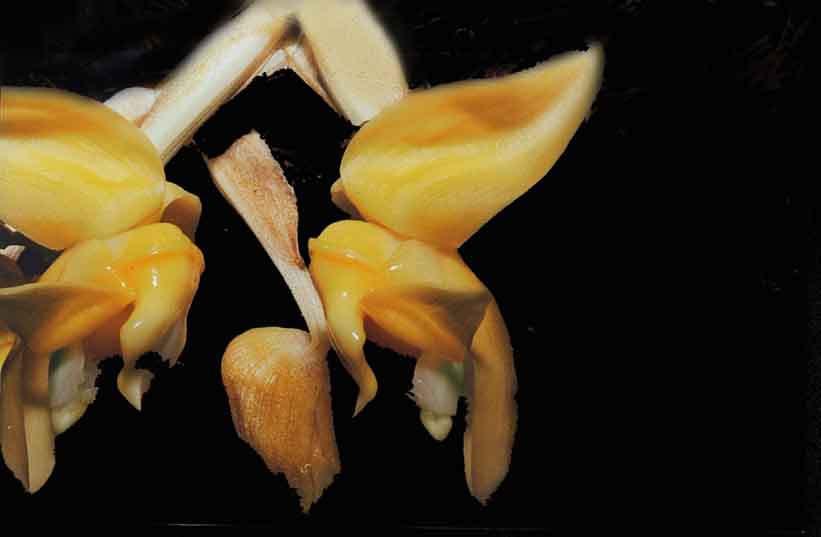 Stanhopea annulata by P. Glucksmann