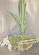 Stanhopea grandiflora as published by Osorio.