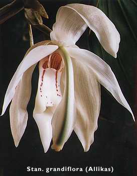 Stanhopea grandiflora by Greg Allikas
