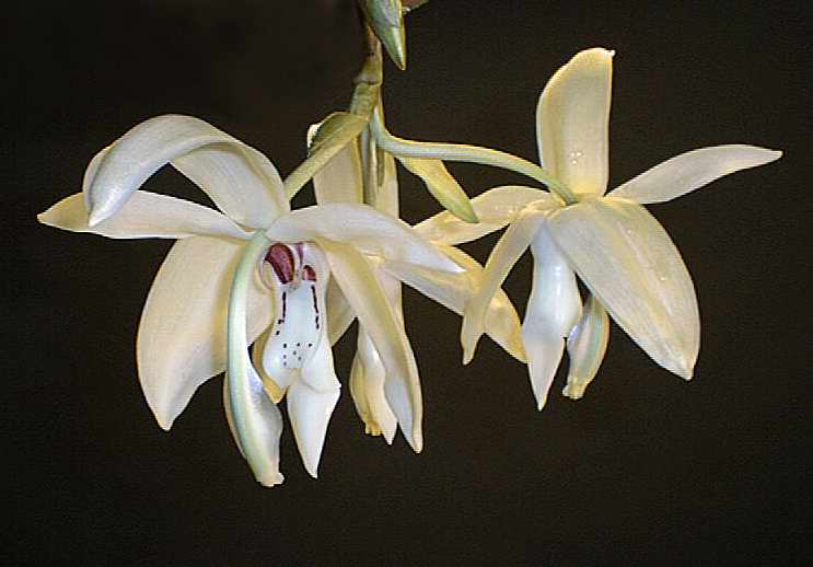 Stanhopea grandiflora by Greg Allikas