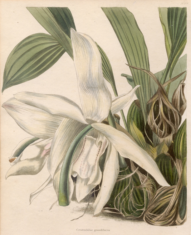 Stanhopea grandiflora from Loddiges 1828 orig. publication
