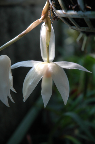 Stanhopea grandiflora from Venezuela; photo by Nina Rach