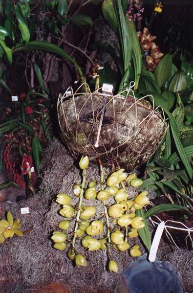 Acineta erythroxantha photo by Nina Rach