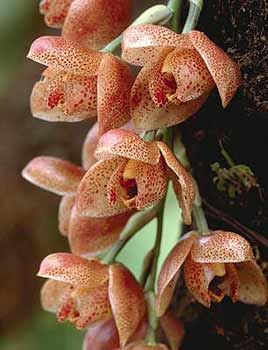 Photo of Acineta superba by Greg Allikas