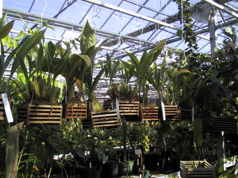 Acinetas at the Atlanta Bot. Garden; photo by N. Rach