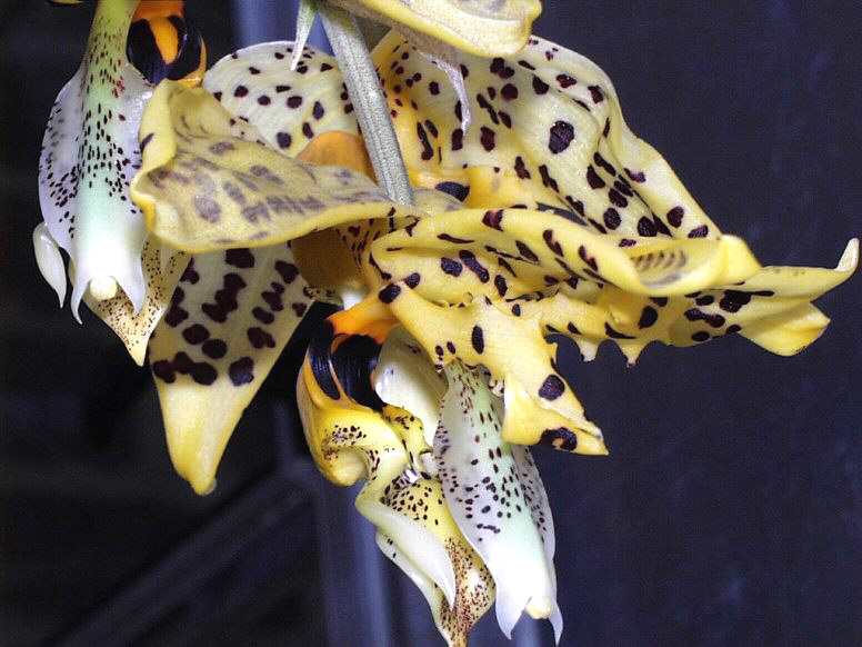 UNC Coryhopea - second generation