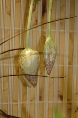 Embreea rodigasiana in bud