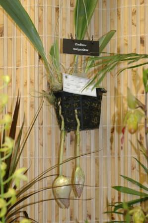 Embreea rodigasiana buds in July 2008