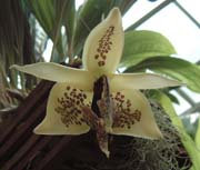 Embreea rodigasiana 'Caudebec' AM/AOS