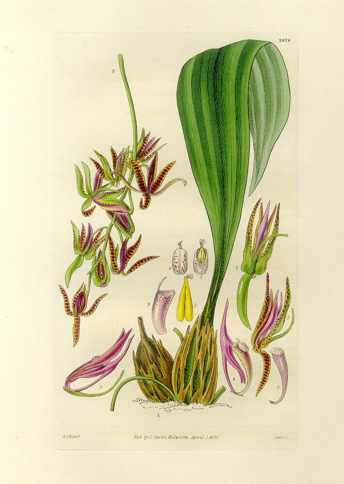 Cirrhaea dependens from Curtis' Botanical Mag.