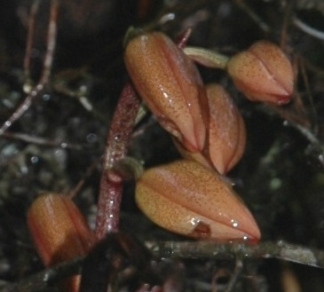 Houlletia Brocklehurstiana buds, March 2008, Tijuca