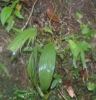 Houlletia brocklehurstiana photo Brazil, March 2008, by Nina Rach
