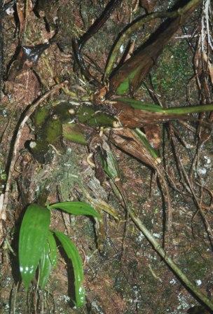 Houlletia brocklehurstiana photo, Brazil, March 2008, by Nina Rach