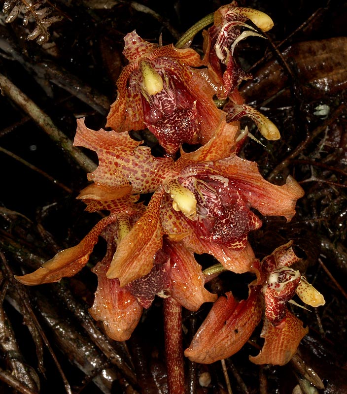 Houlletia brocklehurstiana photo March 2008 by Phil Whittman