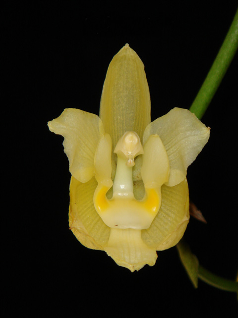 Houlletia (Jennyella) sanderi photo by Ecuagenera