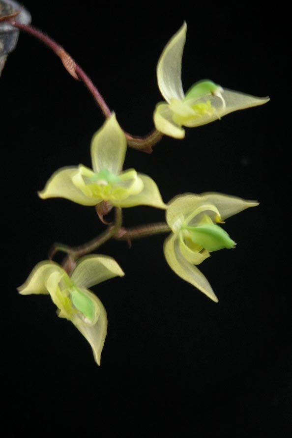 Kegeliella sp. photo by Dave Hunt.