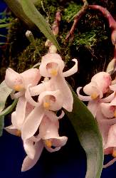 Schlimia alpina photo by Darrin