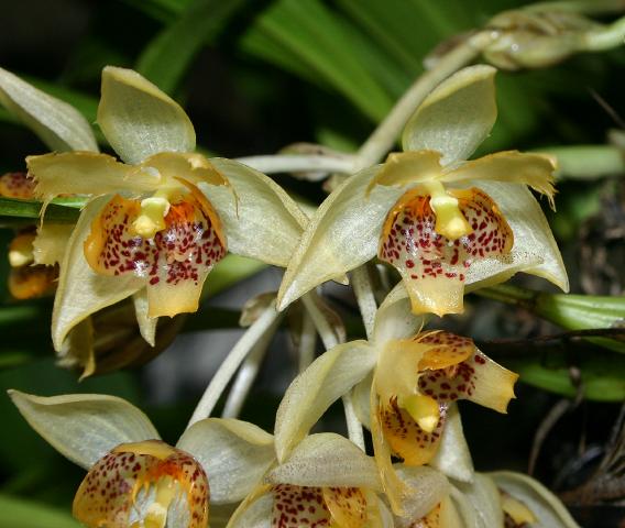 Sievekingia fimbriata photo by Patricia Harding, 19 May 2005