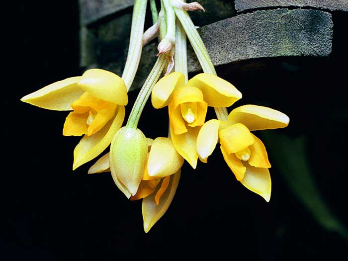 Sievekingia suavis photo by Eric Hunt, 31 July 2002