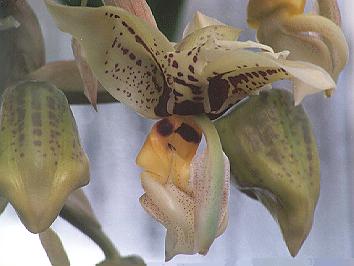 Photo by Troy Meyers