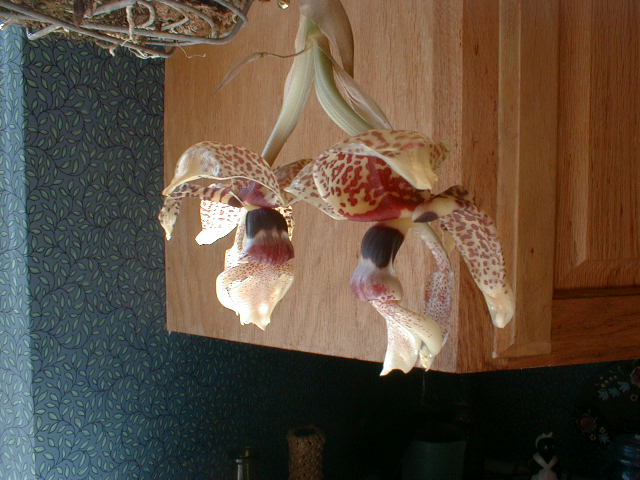 Stanhopea Chocolate Chips