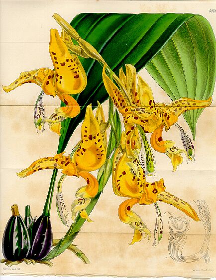 lithograph from Curtis