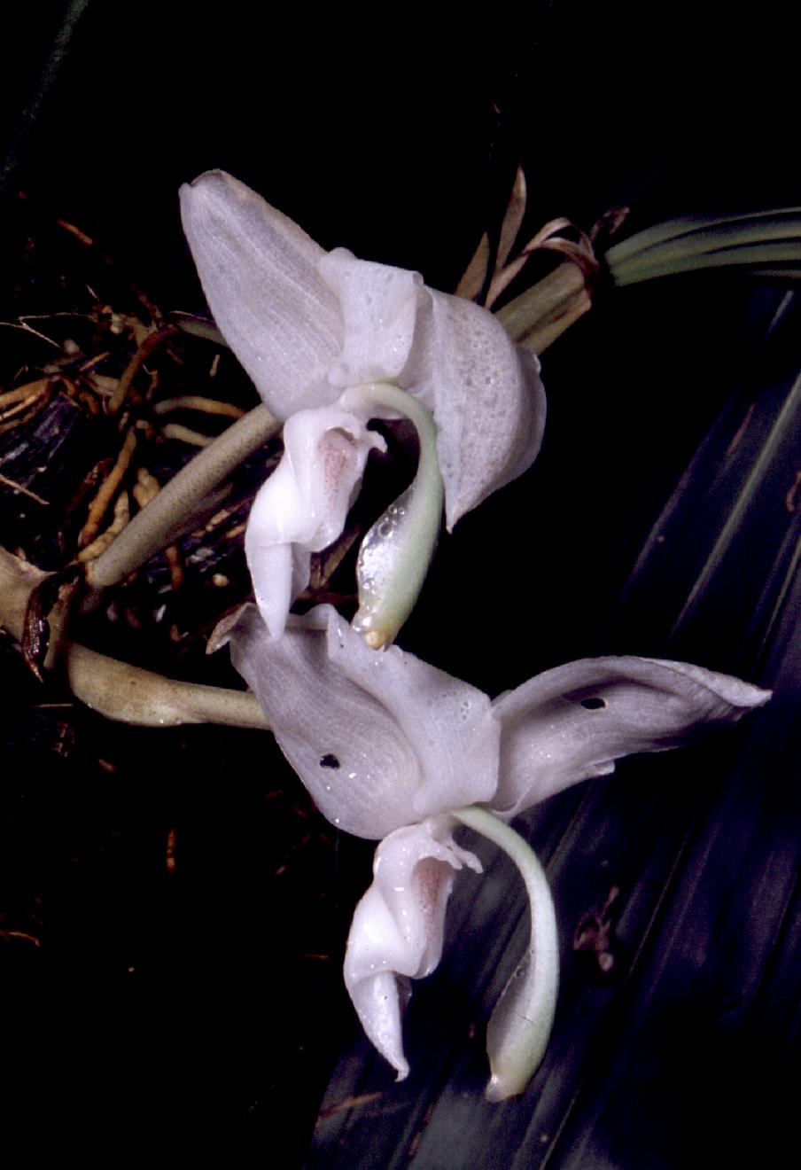 Stanhopea candida from Dr. Guenter Gerlach, Munich Botanical Garden