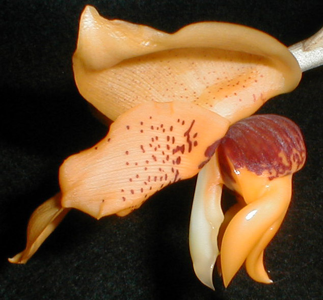 Stanhopea connata photo by Pedro Glucksmann