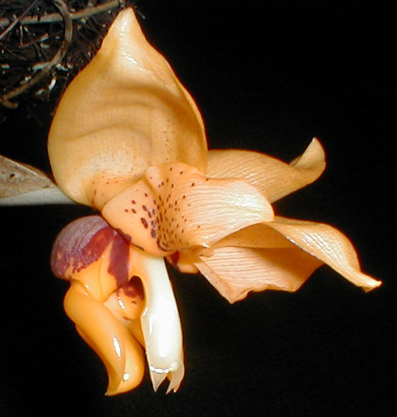 Stanhopea connata photo by Pedro Glucksmann