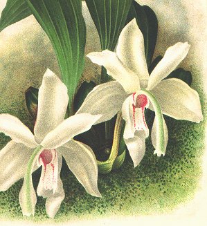 Inset of both flowers from the Linden lithograph.