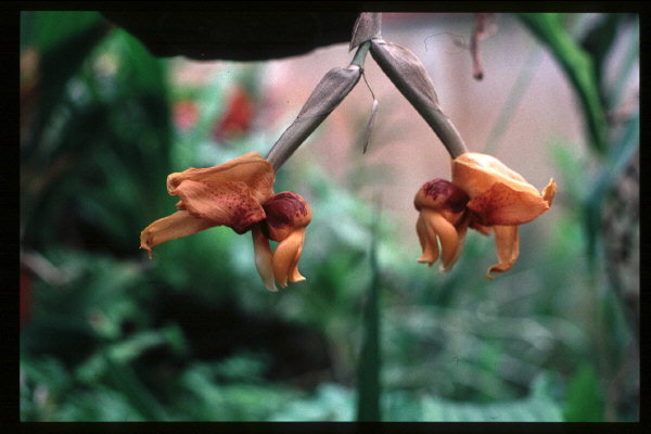 Stanhopea connata, Ian Chalmers' plant from Ecuador