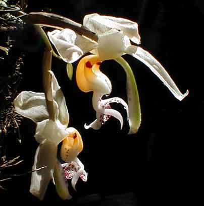 Stanhopea embreei from Pedro Glucksmann