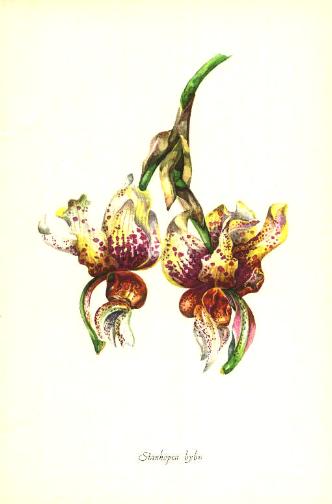 1958 watercolor of a stanhopea hybrid