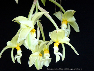 Photo of Stan. inodora by Adelaida Bohmer