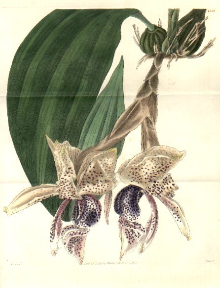 Stanhopea insignis from Curtis 1829