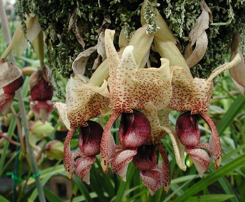 Stanhopea insignis 'Santa Barbara' photo by Joe Daugherty