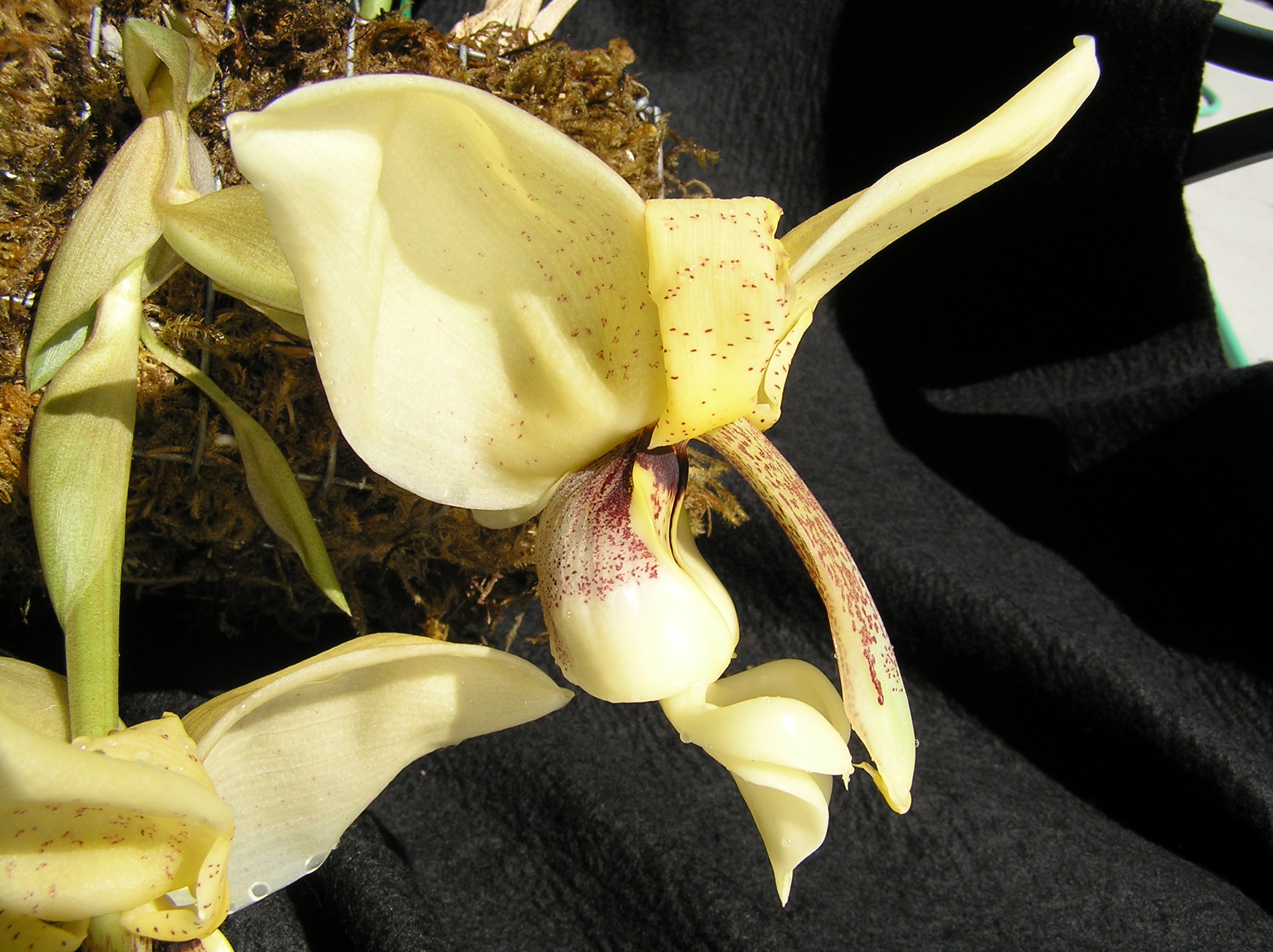 Stan. x lewisae 'Apperson' AM/AOS; photo by Doug Pulley