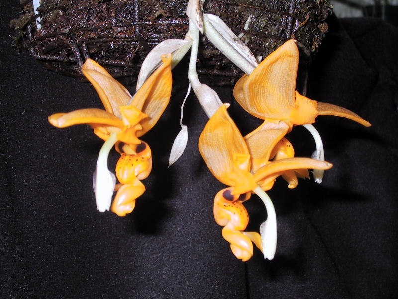 Stan. nigripes photo by Nina Rach