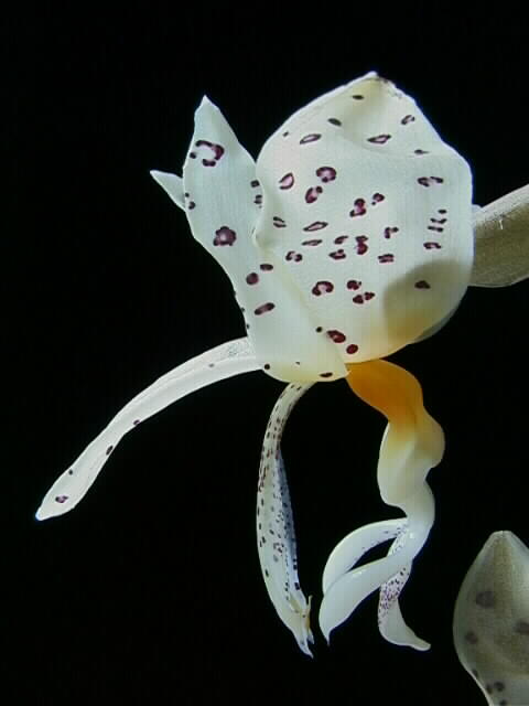 Stanhopea panamensis OIC#8481