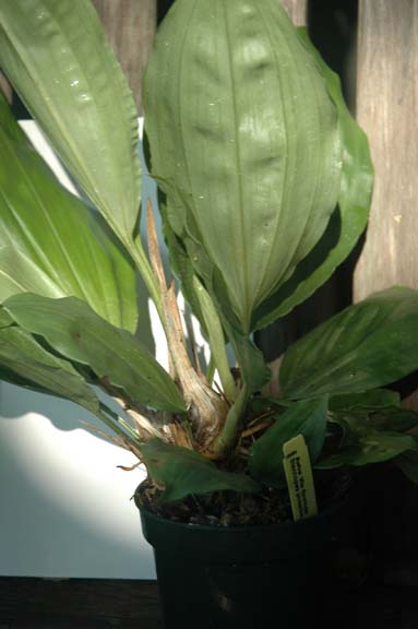 Stan. posadae seedling, photo by Nina Rach