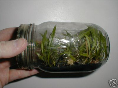 Photo of stanhopea in flask by AJ Hicks