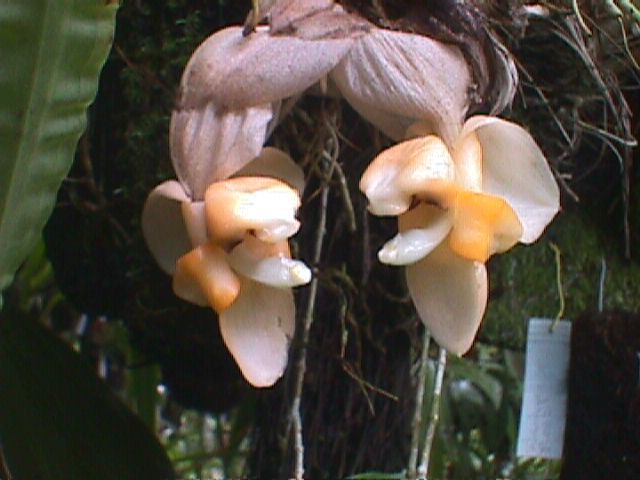 Stanhopea pulla photo from Woodstream