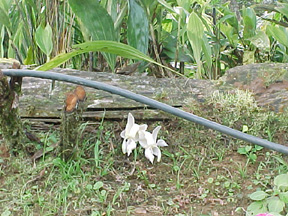 Photo of Stan. reichenbachiana growing wild in Colombia, by Acevedo