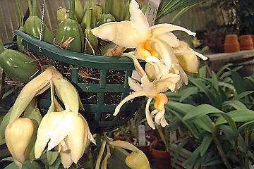 Stanhopea saccata by Lois Greer