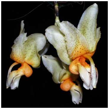Stanhopea saccata by Countryside