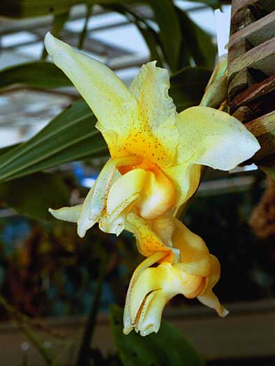 Stanhopea saccata by Eric Hunt