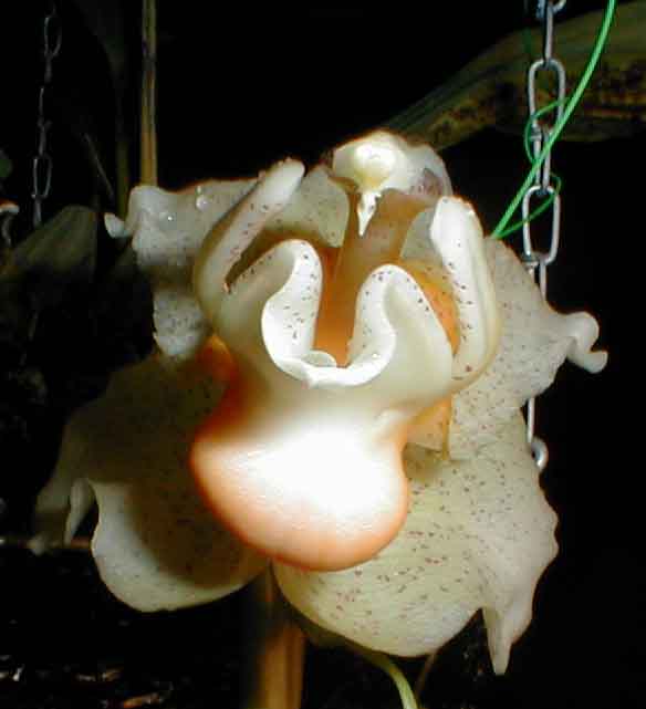 Stanhopea saccata, photo #1 by P. Glucksmann, VZ