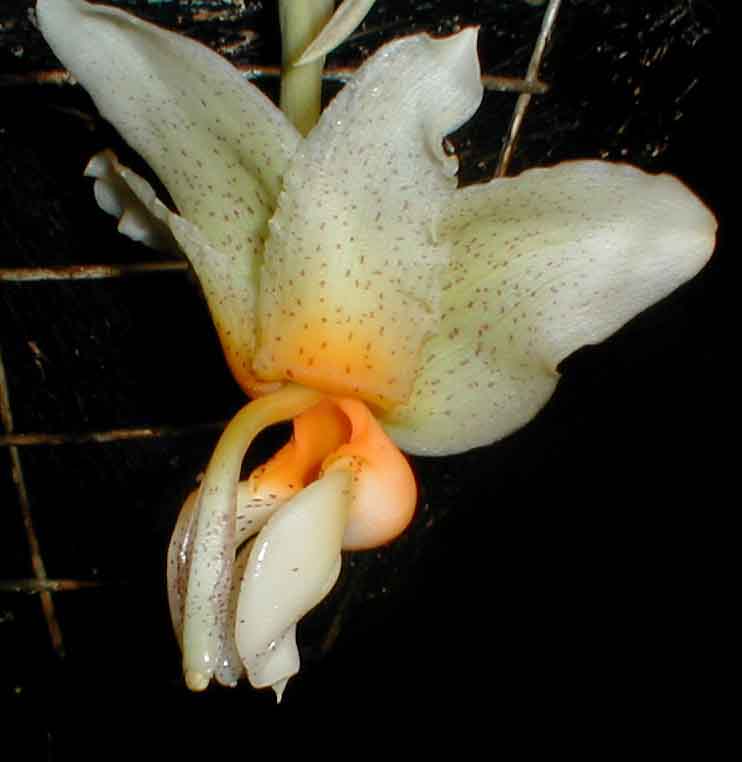 Stanhopea saccata, photo #2 by P. Glucksmann, VZ