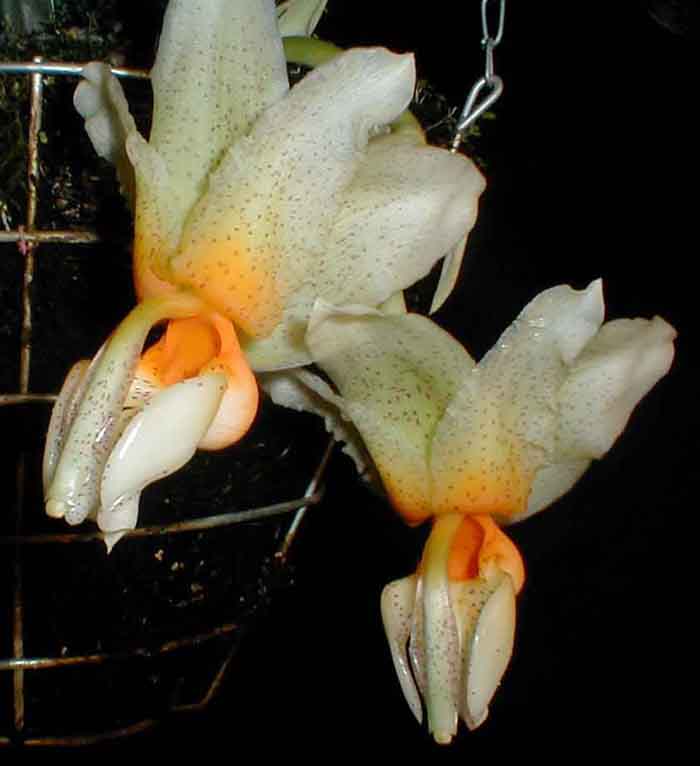 Stanhopea saccata, photo #3 by P. Glucksmann, VZ