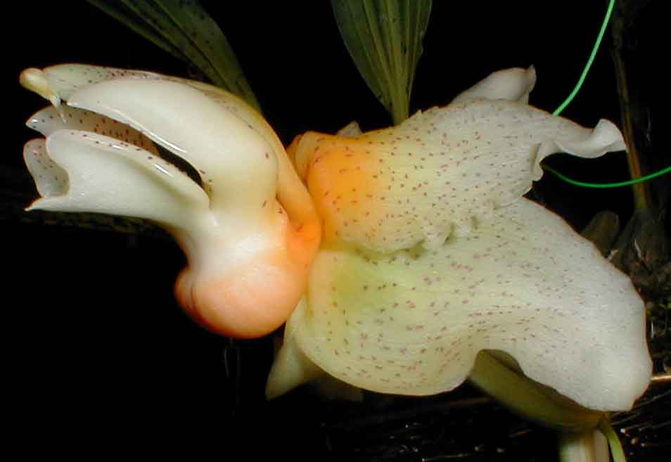 Stanhopea saccata, photo #4 by P. Glucksmann, VZ
